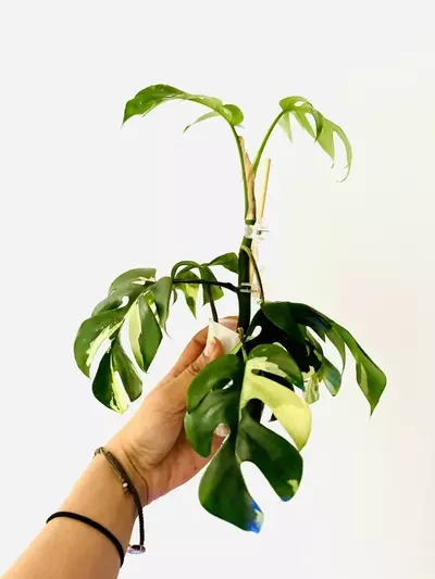 plant/Rhaphidophora tetrasperma variegata-1-thumbnail