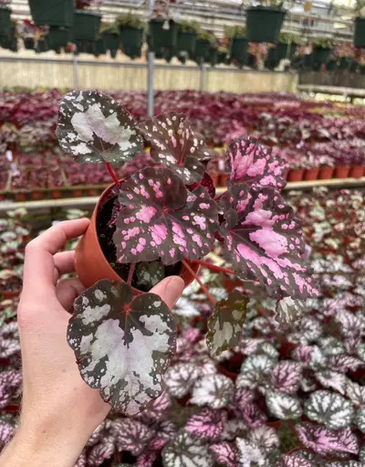 plant/Harmony’s twisted sister begonia 4” pot growers choice-2-thumbnail