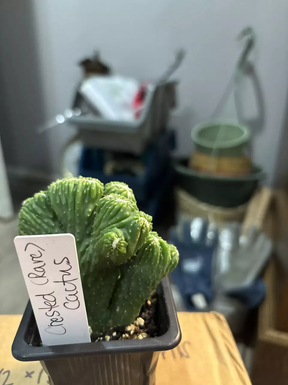 plant/Crested cactus-0