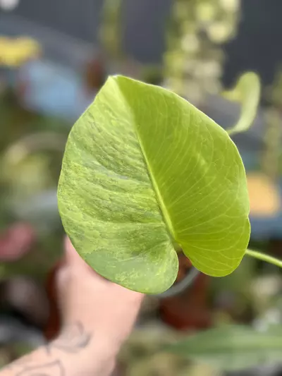 plant/PL3195: Monstera Marilyn-1-thumbnail