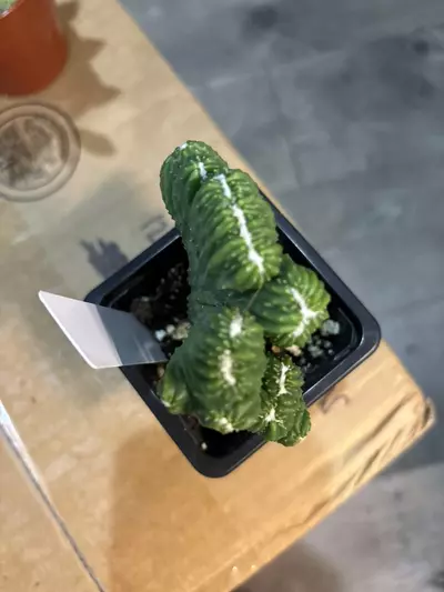 plant/Crested cactus-1-thumbnail