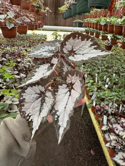 plant/Harmony‘s winter twilight 4 inch pot growers’s choice-2-thumbnail