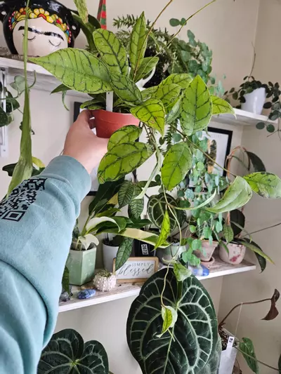 plant/Hoya callistophyla black cat-4-thumbnail