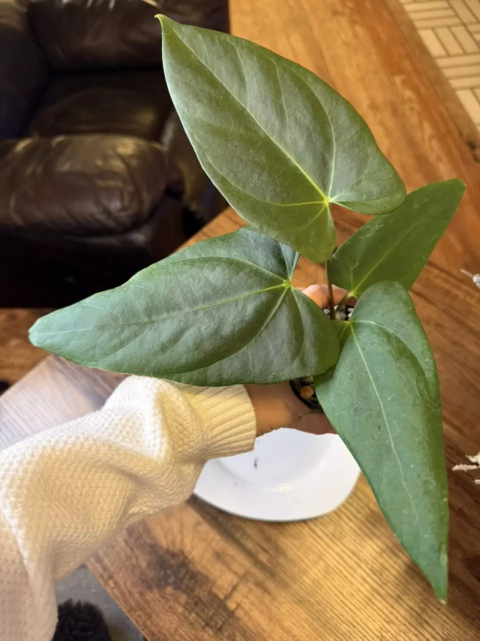 plant/A. Port x Fort Sherman-1