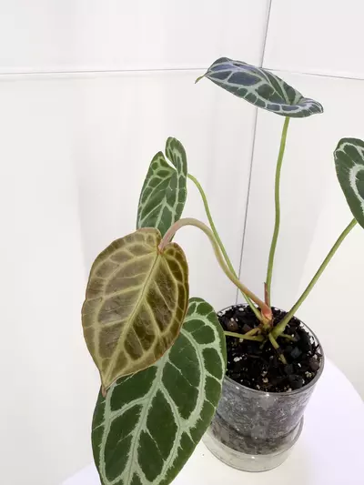 plant/Anthurium Jungle Giant x “Purple Yurple” from Wildroots Ambient Acclimated-2-thumbnail