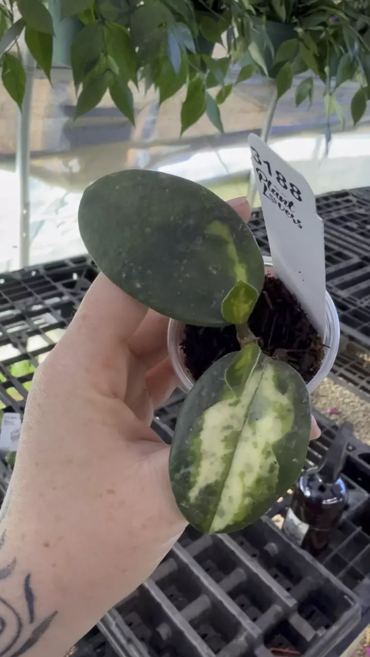 plant/PL3188: Hoya Madara Green Edge w/ 2 new leaves!-0