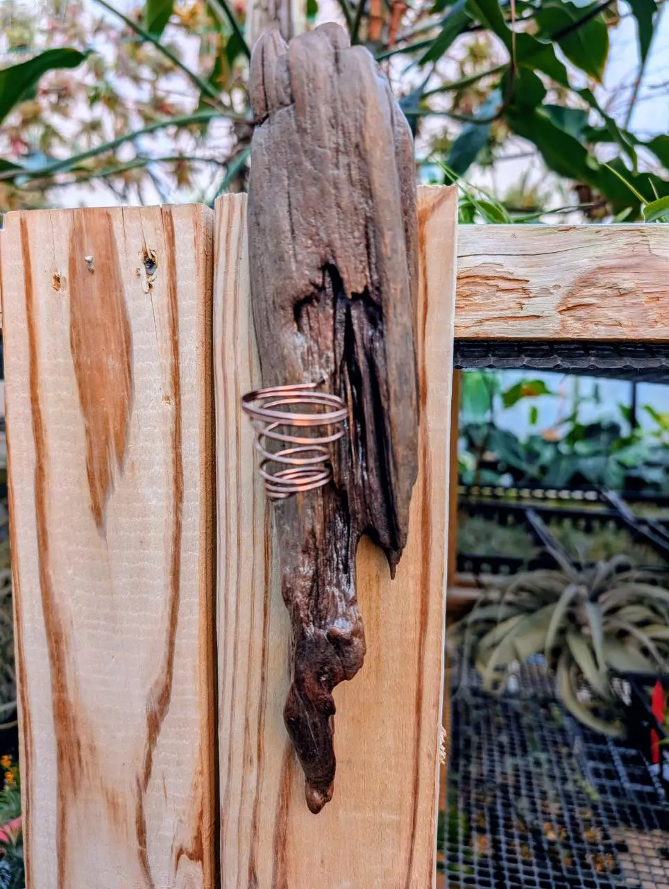 plant/H18 Driftwood w/ Wire Airplant Wall Hanger-0