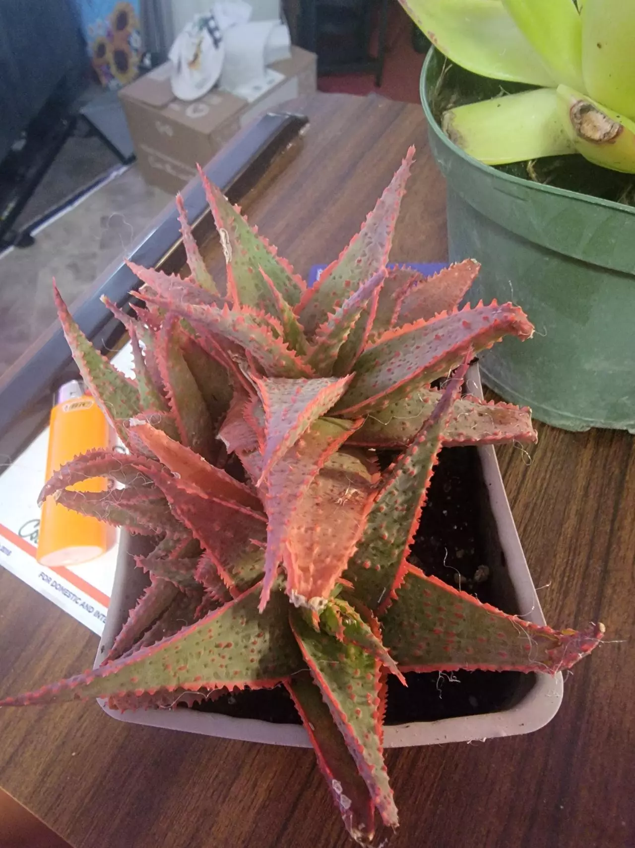 plant/Succulent Christmas Carol Aloe 4" pot absolutely beautiful-0