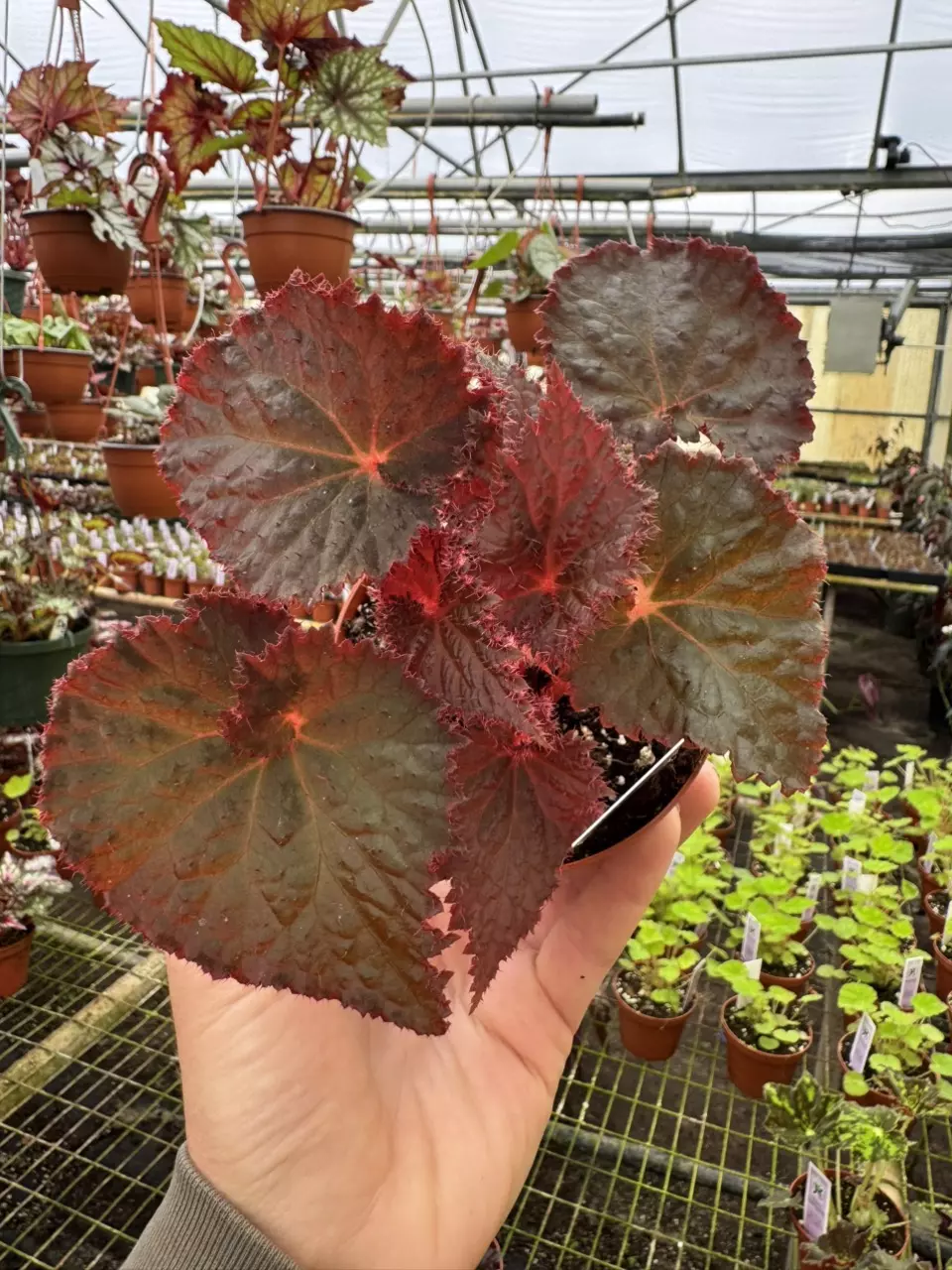 plant/Begonia midnight magic 4” pot growers choice-1