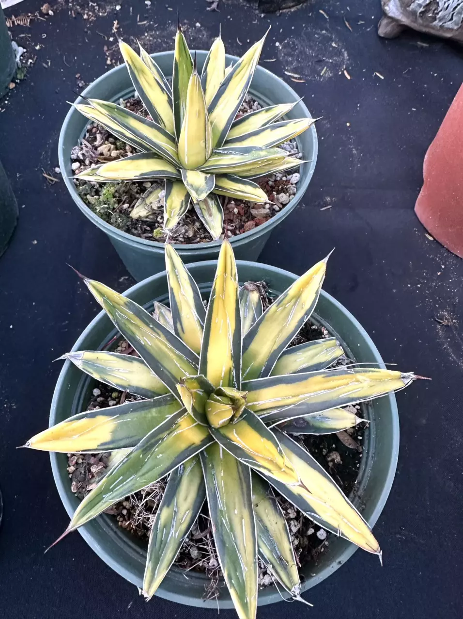 plant/Agave sunking-8