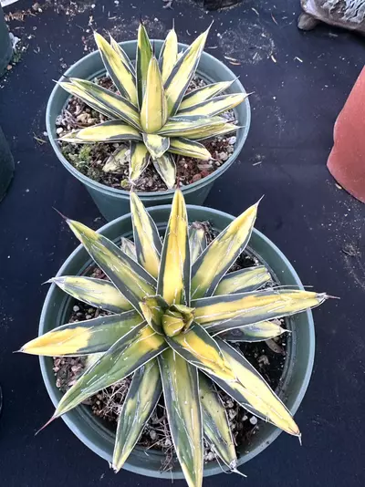 plant/Agave sunking-8-thumbnail