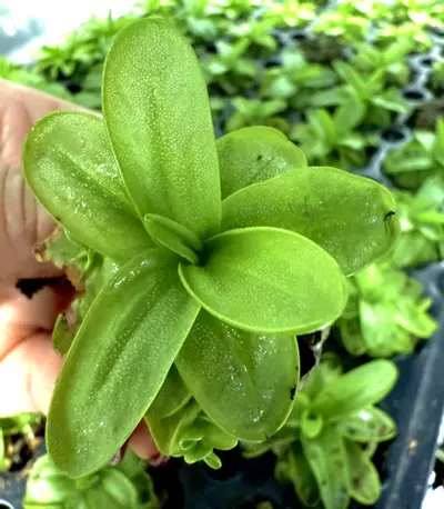 plant/Pinguicula Primuliflora-0-thumbnail