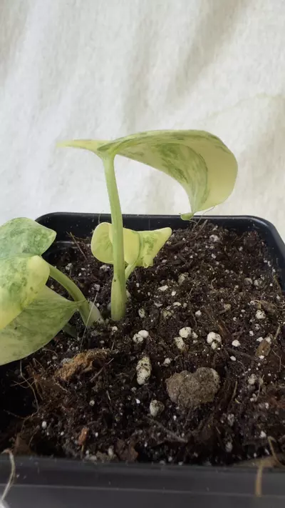 plant/Monstera Legacy - Exact Plant-3-thumbnail