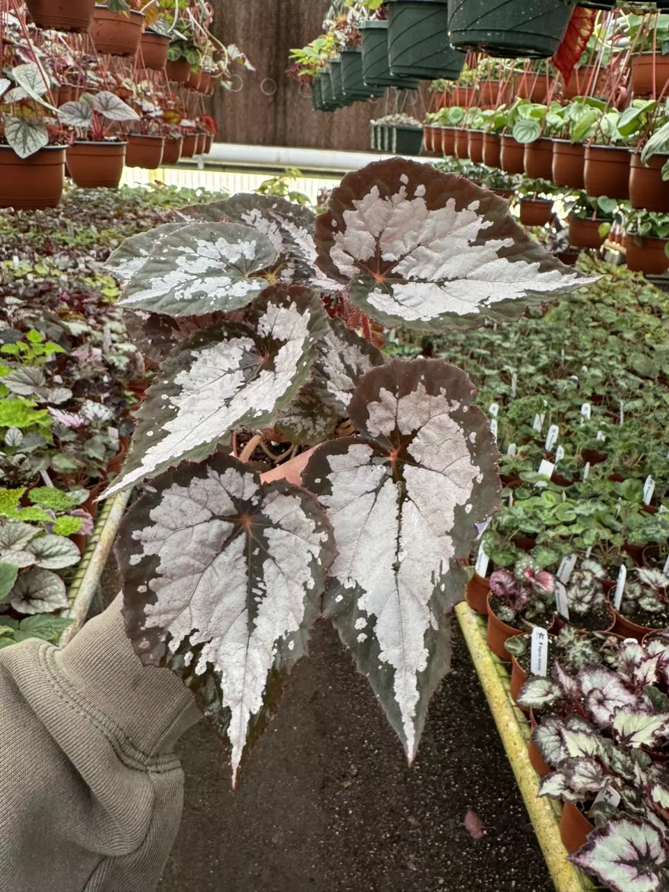 plant/Harmony‘s winter twilight 4 inch pot growers’s choice-1