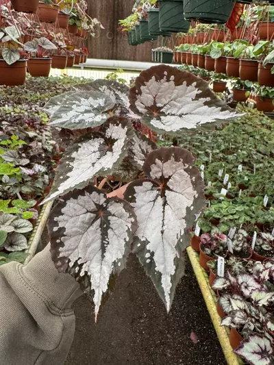 plant/Harmony‘s winter twilight 4 inch pot growers’s choice-1-thumbnail