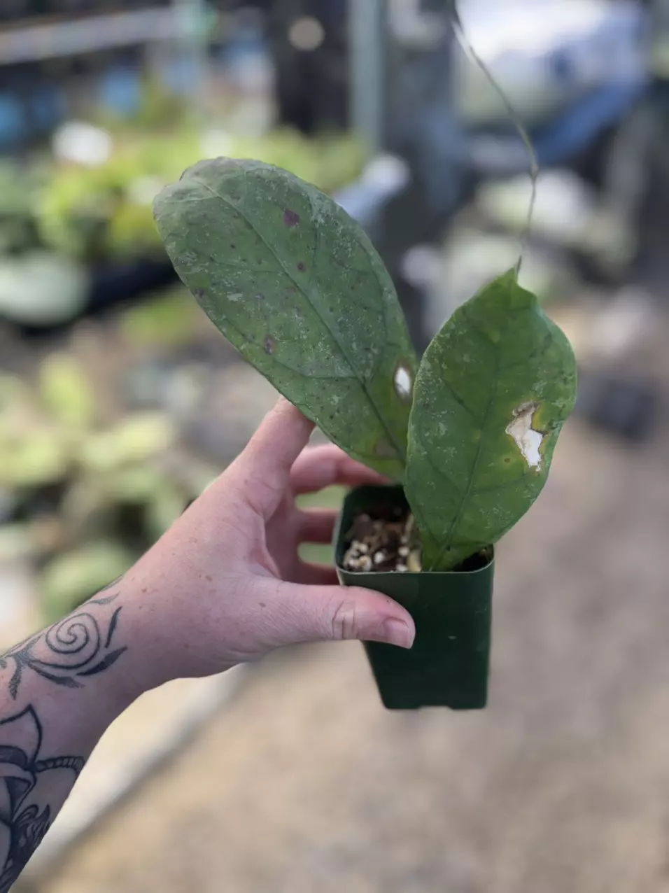 plant/SALE! Imperfect Hoya Perak Teddy Bear (red corona)-1