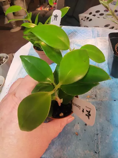 plant/Columnea Mona Lisa  
(AKA. RED Lipstick plant)-0-thumbnail