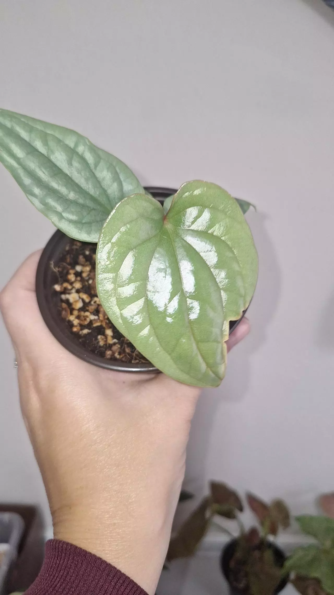 plant/Anthurium Luxurians Silver-1