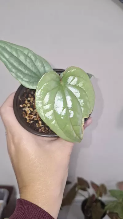 plant/Anthurium Luxurians Silver-1-thumbnail