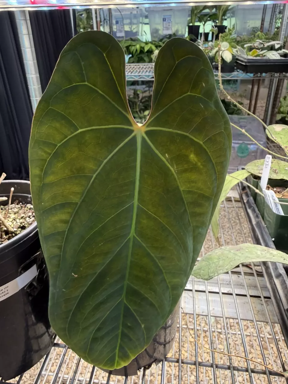 plant/SALE! PL3172: 1 Gal pot Anthurium Pap x Fort Sherman-0