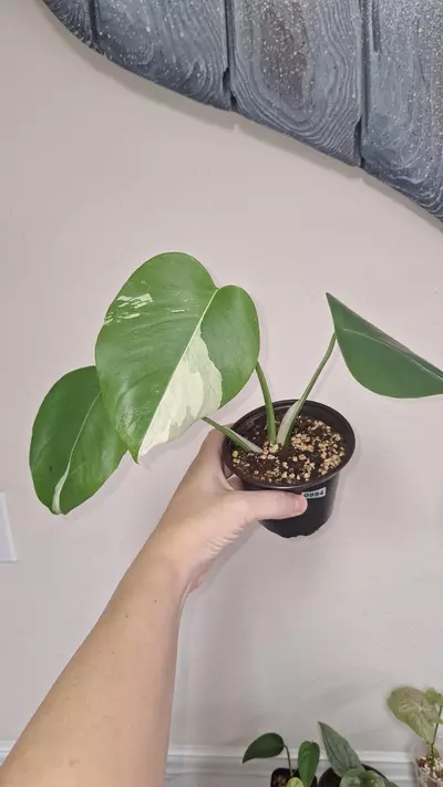 plant/Monstera Deliciosa Albo-0-thumbnail