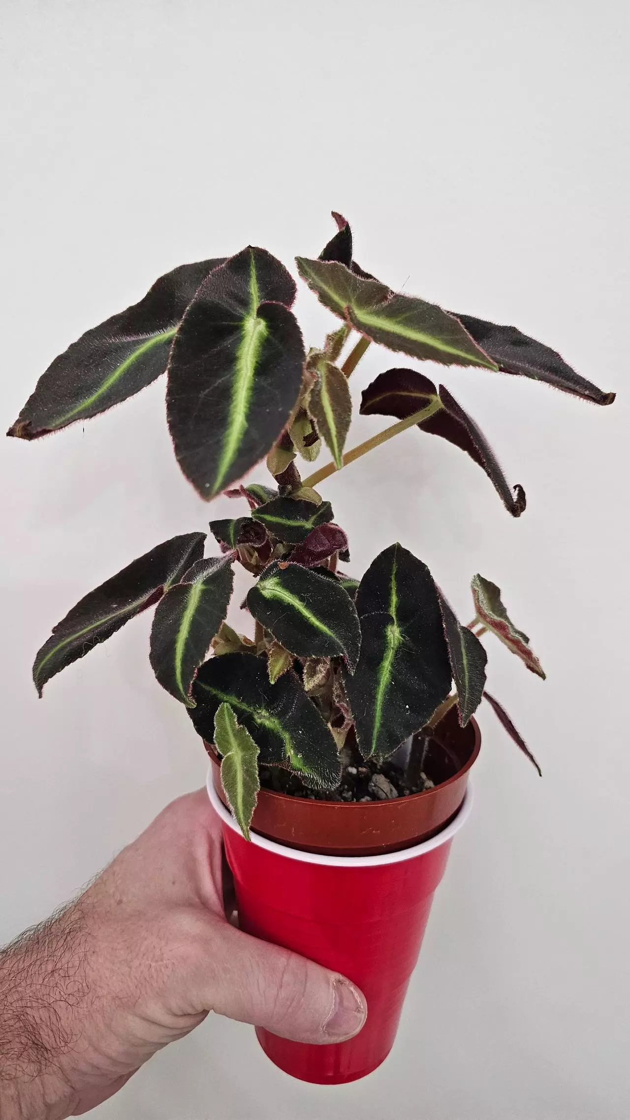 plant/Begonia Listada-0