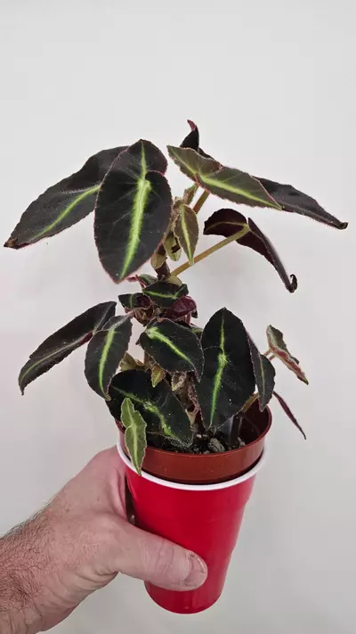 plant/Begonia Listada-0-thumbnail