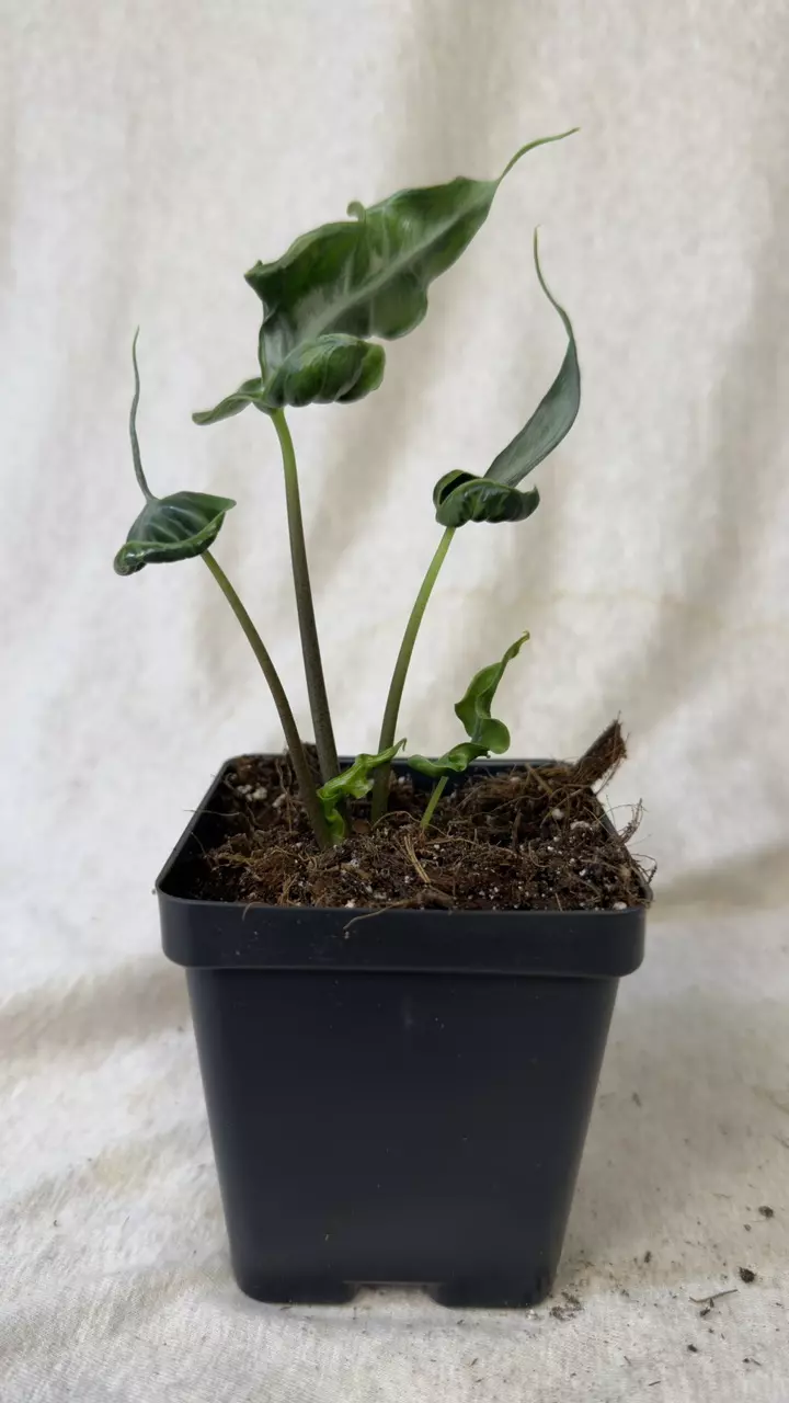 plant/Alocasia Teletubbies - Grower’s Choice-4