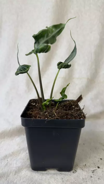 plant/Alocasia Teletubbies - Grower’s Choice-4-thumbnail