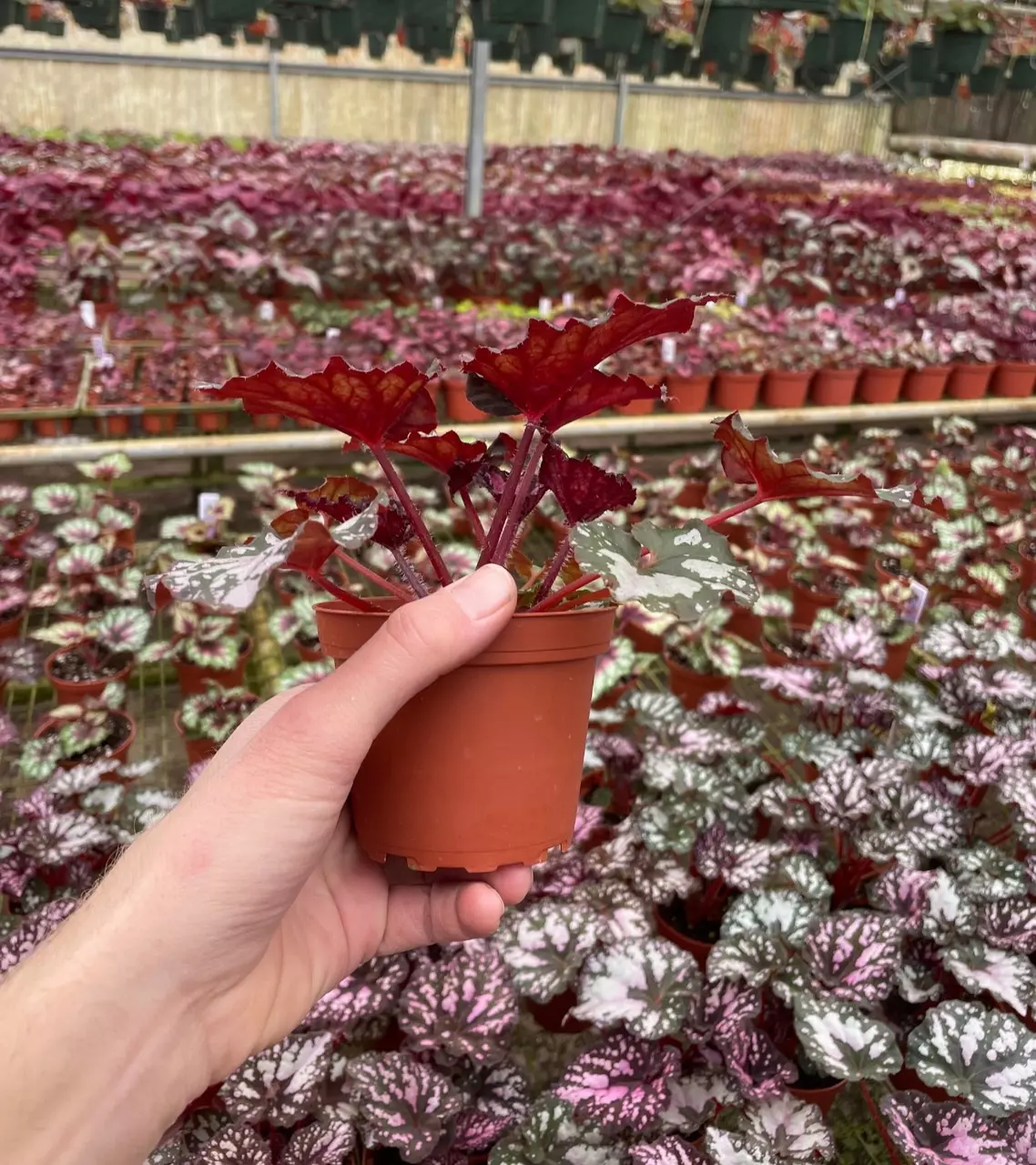 plant/Harmony’s twisted sister begonia 4” pot growers choice-3