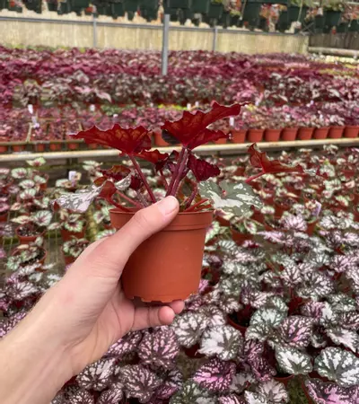 plant/Harmony’s twisted sister begonia 4” pot growers choice-3-thumbnail