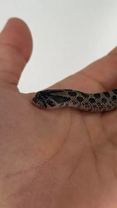 plant/Sable hognose male-3-thumbnail