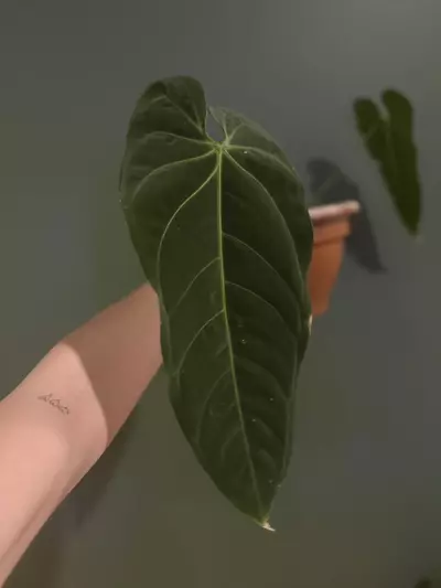 plant/Anthurium Metallicum-2-thumbnail