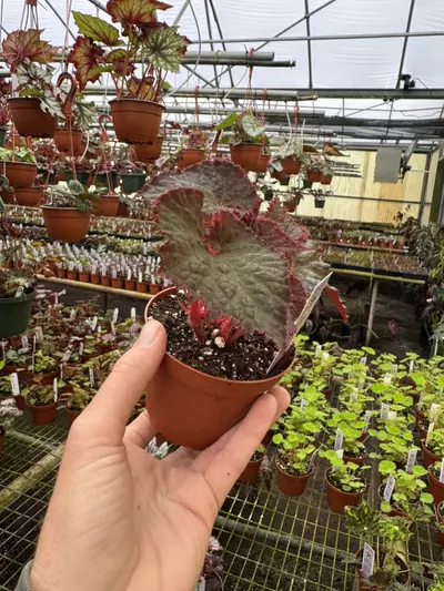 plant/Begonia midnight magic 4” pot growers choice-4-thumbnail