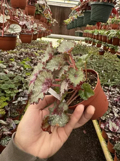 plant/Harmonys sleigh bells 4 inch pot grower ‘s choice-4-thumbnail