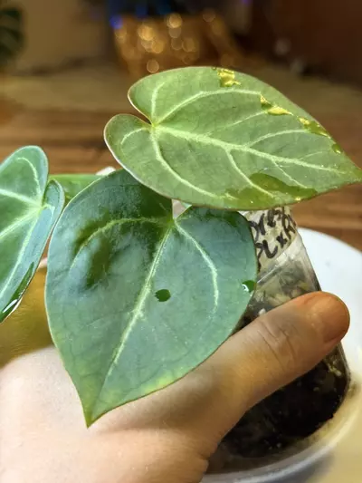 plant/A. Dress X x (Pap Legend x Rio WT)-3-thumbnail