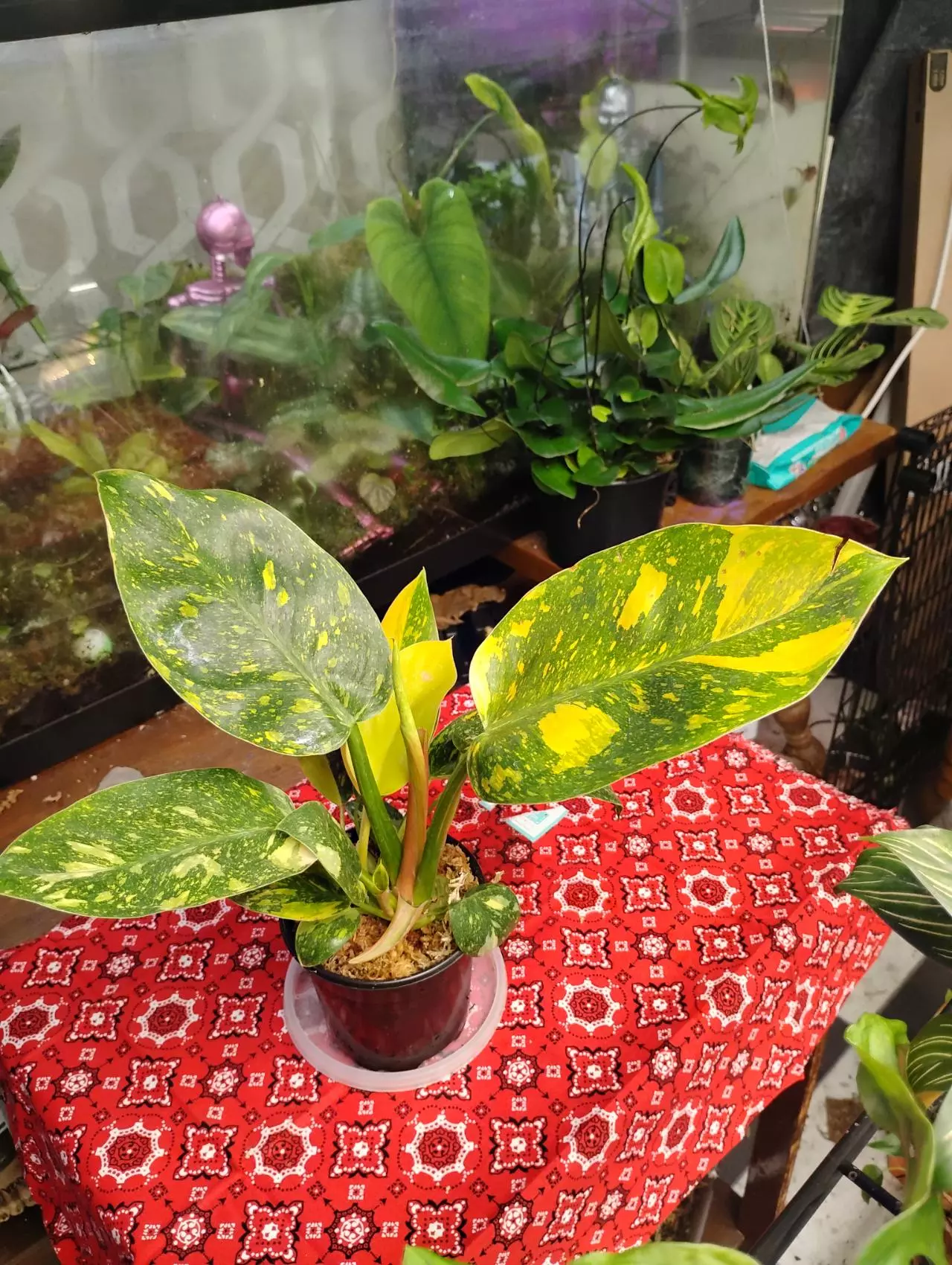 plant/Philodendron Green Congo nuclear-8