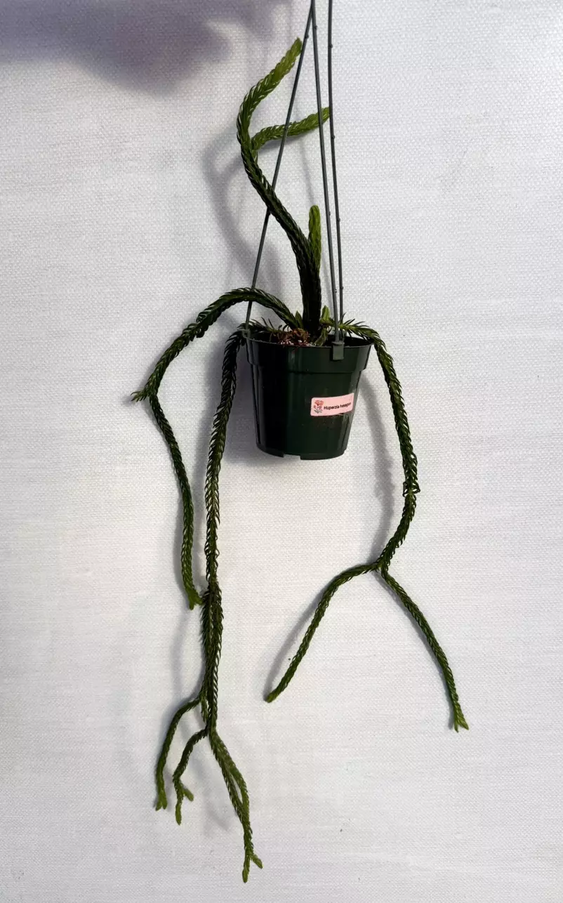 plant/Huperzia Hexagon (lovers choice)-3