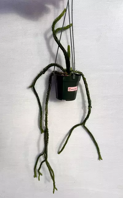 plant/Huperzia Hexagon (lovers choice)-3-thumbnail