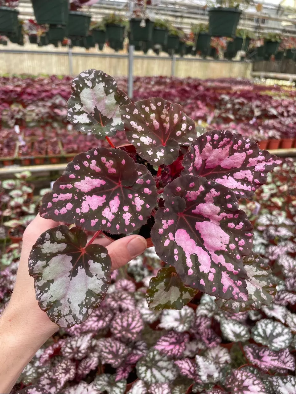 plant/Harmony’s twisted sister begonia 4” pot growers choice-1