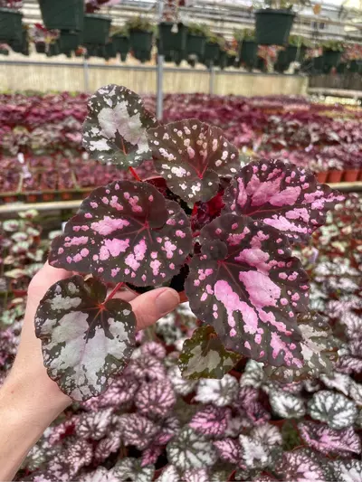 plant/Harmony’s twisted sister begonia 4” pot growers choice-1-thumbnail