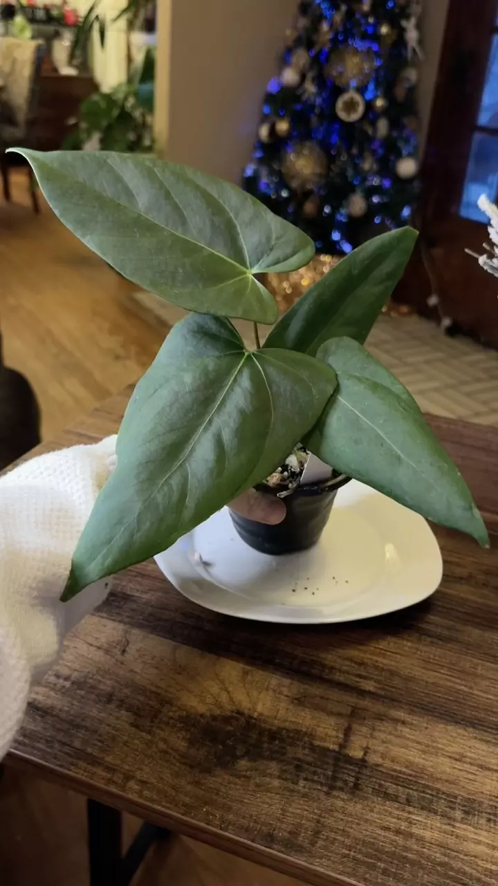 plant/A. Port x Fort Sherman-3