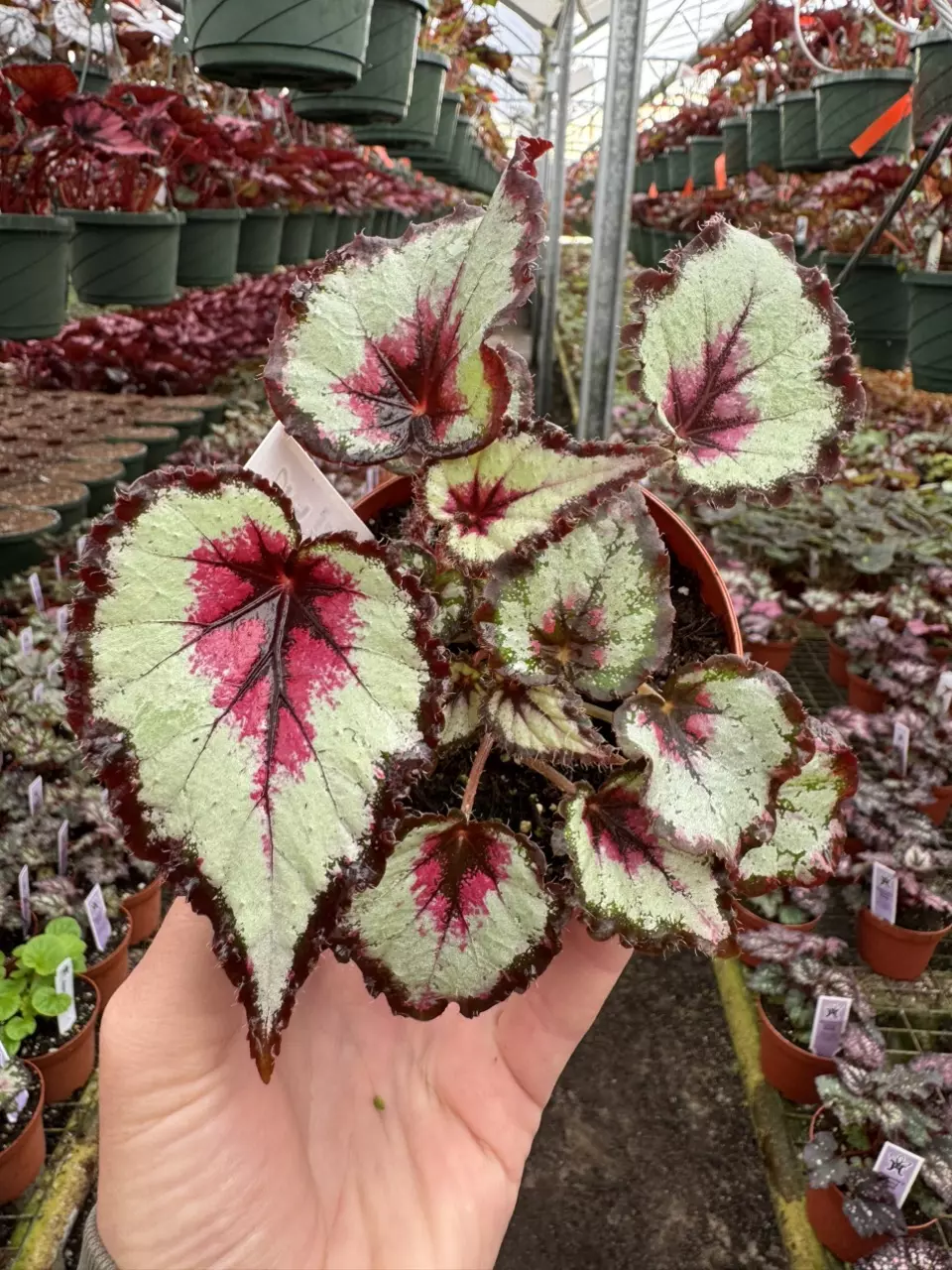 plant/Harmony’s bullseye 4” pot growers choice-0