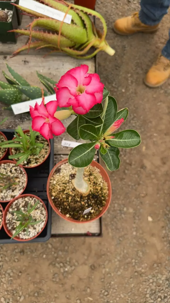 plant/Adenium Obesum Hybrid Mix-1