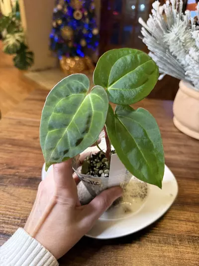 plant/A. Pap X x (DB Brielle x RC) *This one is extra 🔥-1-thumbnail