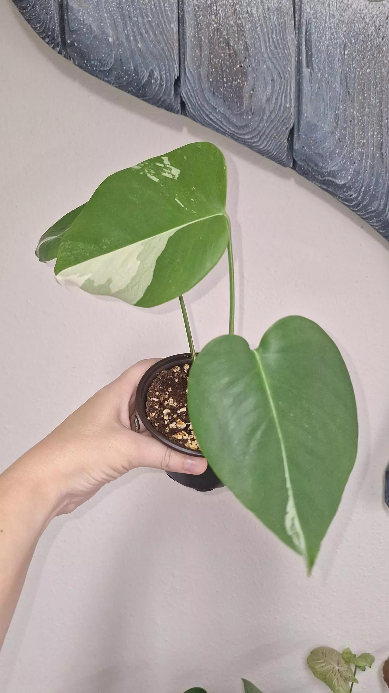 plant/Monstera Deliciosa Albo-1