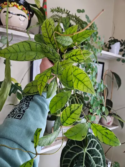 plant/Hoya callistophyla black cat-0-thumbnail