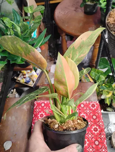 plant/Philodendron Green Congo nuclear-7-thumbnail