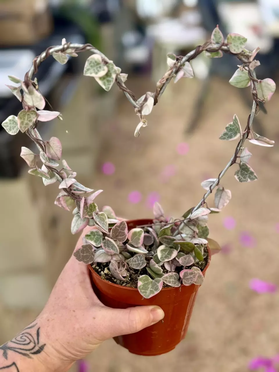 plant/4” Pink Variegated String of Hearts on heart trellis-0