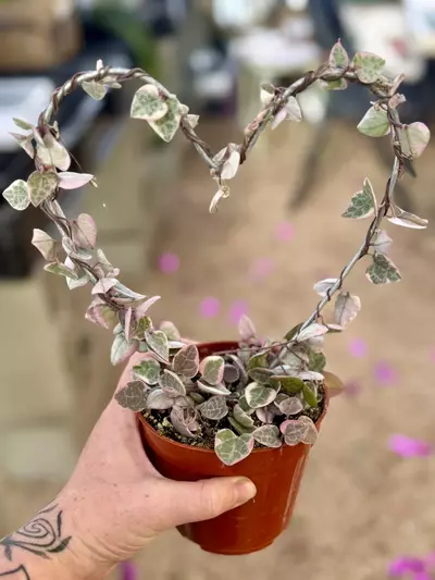 plant/4” Pink Variegated String of Hearts on heart trellis-0-thumbnail